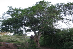 Atalantia monophylla